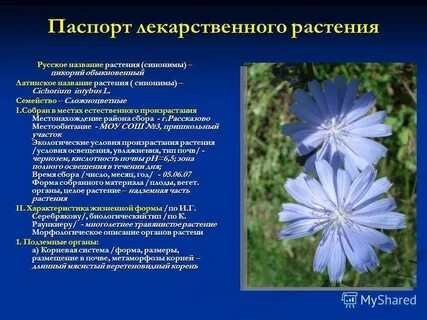 Цикорий фото и описание