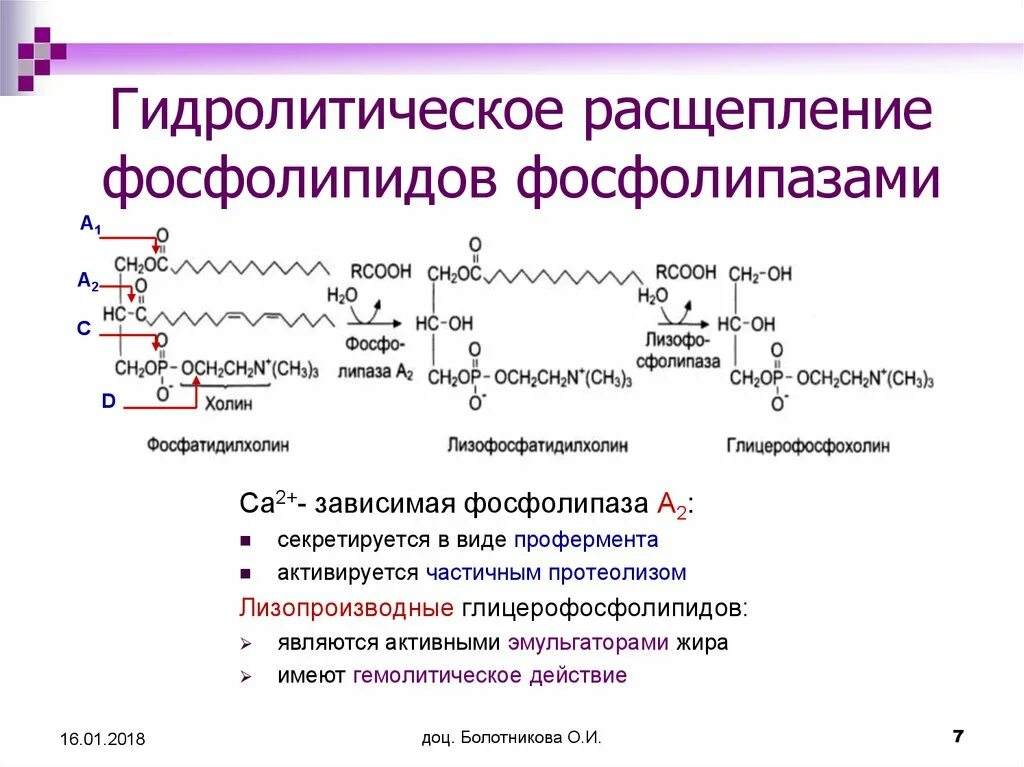 Расщепление липидов последовательность. Расщепление фосфолипиды фосфолипазы а2. Реакция катализируемая фосфолипазой а2. Фосфатидилхолин фосфолипаза а. Тканевой распад фосфолипидов ферменты расщепления фосфоглицеридов.