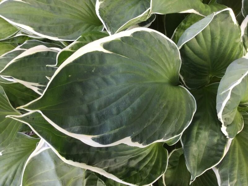 Хоста лист. Хоста форма нормалис. Хост лист 2024. Хост лист 2024. Хост лист 2024.