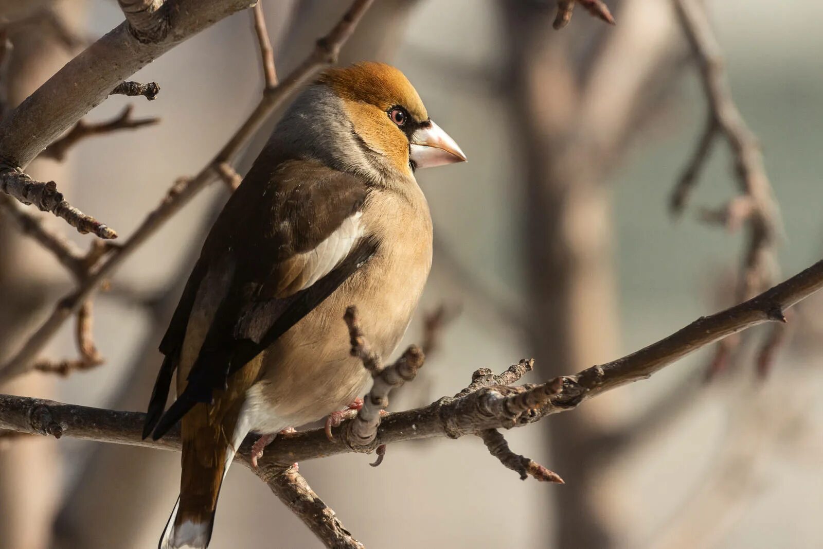 Дубонос обыкновенный (coccothraustes coccothraustes). Дубонос обыкновенный зимой. Птичка Дубонос. Дубонос Сибирский птица. Дубонос зимой