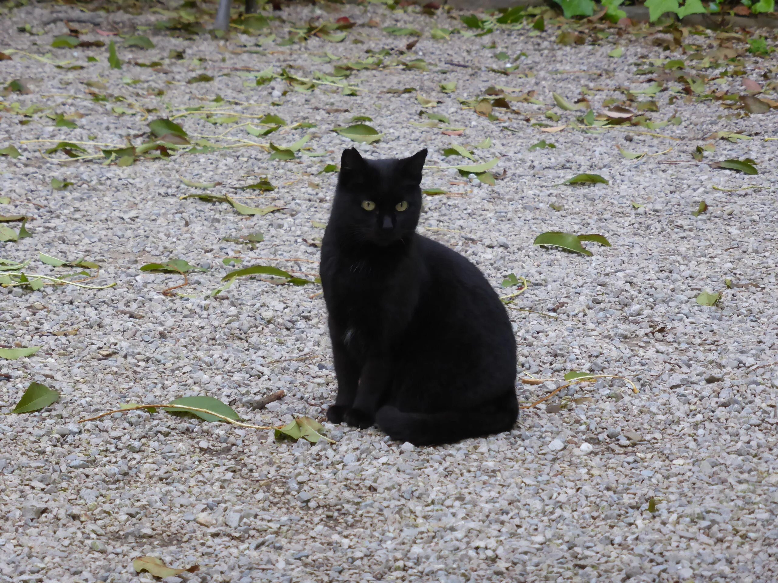 Кошка 1. Черный кот 1 год. 1 Кошка. Черная кошка 1 год. Черный кот в Барселоне.