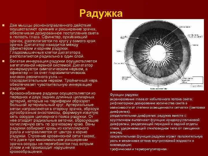 Вид мышечной ткани сужающий расширяющий зрачок глаза. Радужка, ее строение, кровоснабжение и функции. Кровоснабжение Радужки и цилиарного тела. Мышца радужной оболочки иннервация. Строение радужной оболочки глаза.