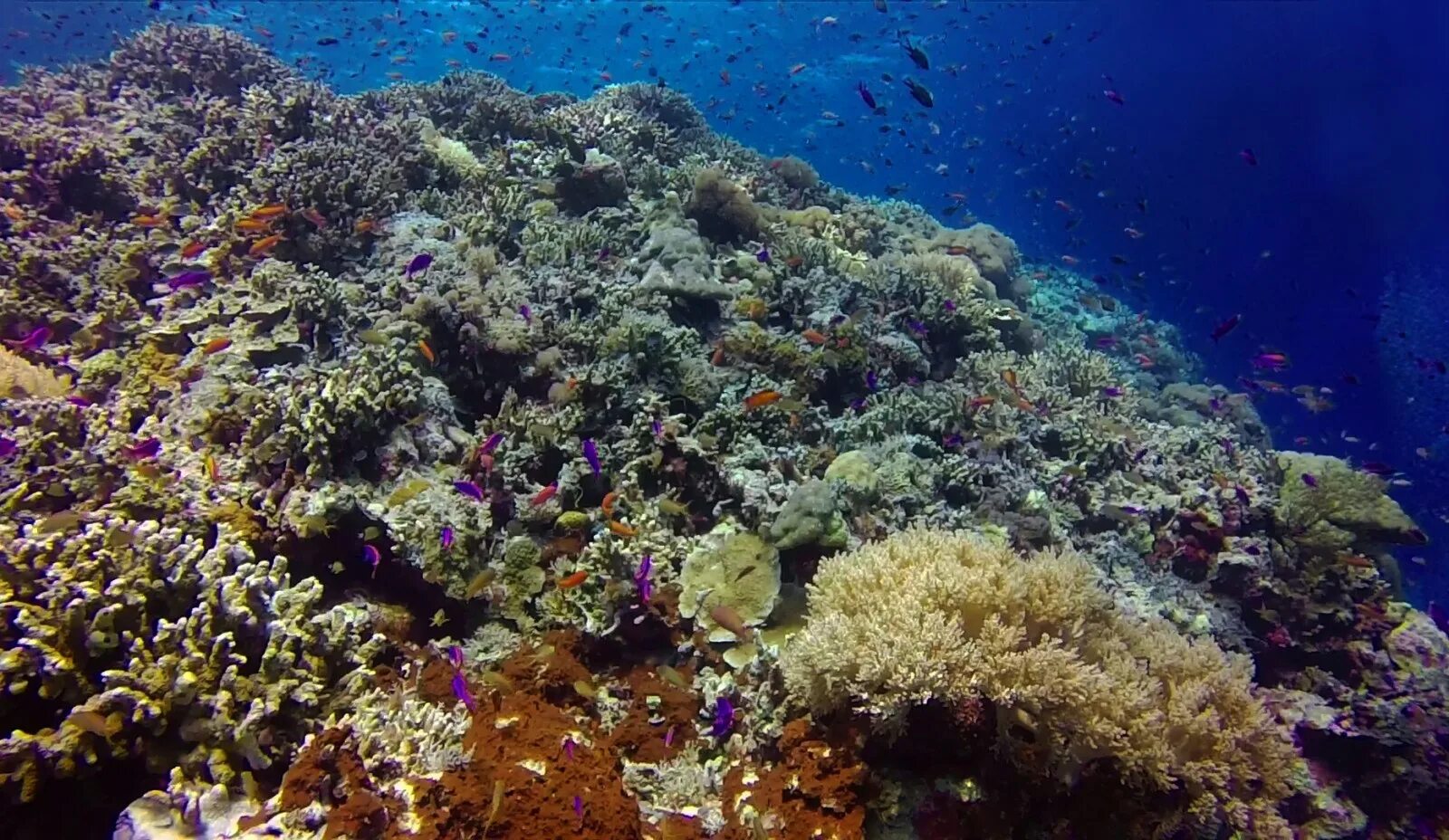 Сообщество кораллового рифа. Риф Туббатаха Филиппины. Большой Барьерный риф коралловые полипы. Коралловые рифы Пуэрто Рико.