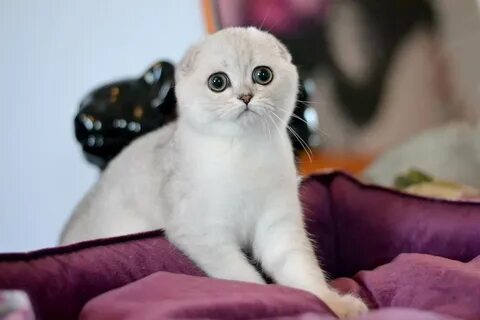 Питомник шотландских кошек