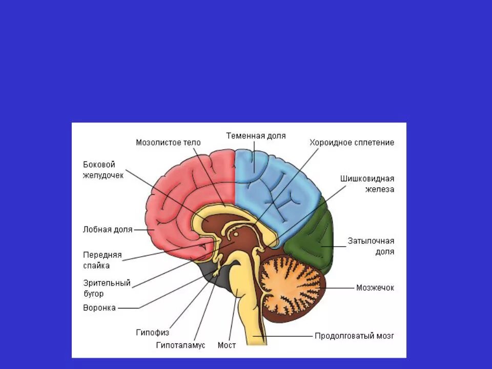 Мозолистое тело и мозжечок. Мост мозжечок средний мозг продолговатый мозг мозолистое тело. Строение головного мозга доли. Теменная и височная доли.
