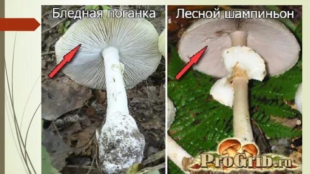 Поганка и шампиньон сходство и различие. Сравнить бледную поганку и шампиньон сходство. Сходство и различие бледной поганки и шампиньона для 2. Ложный шампиньон бледная поганка. Бледная поганка и шампиньон.