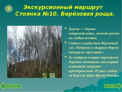 Как называют березу