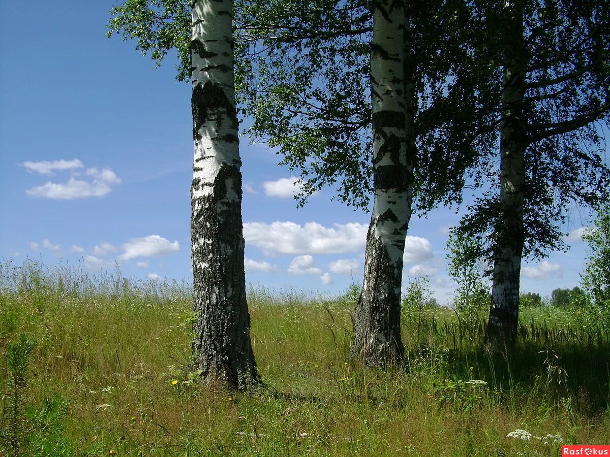 Березки план поселка. Березки 3. Березки 3. Три березы алтай. Три березы амга.