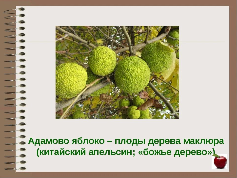 Какое адамово яблоко. Адамово яблоко. Адамово яблоко плод. Адамово дерево плоды. Маклюра адамово яблоко применение.