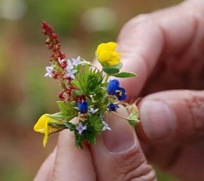 Tiny flower