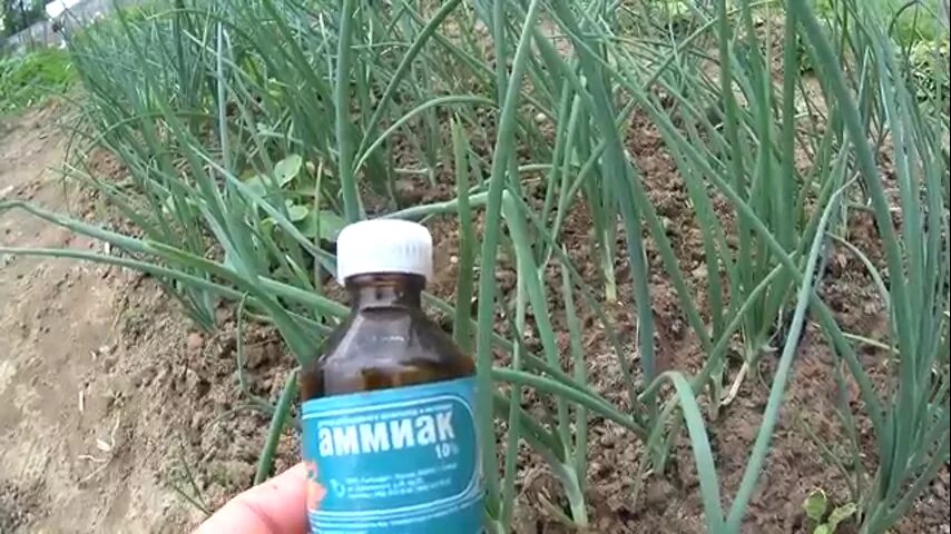 Ловушка для луковой мушки. Личинки морковная муха методы борьбы. Луковая муха морковная муха. Нашатырь от мух. Нашатырь от мух.