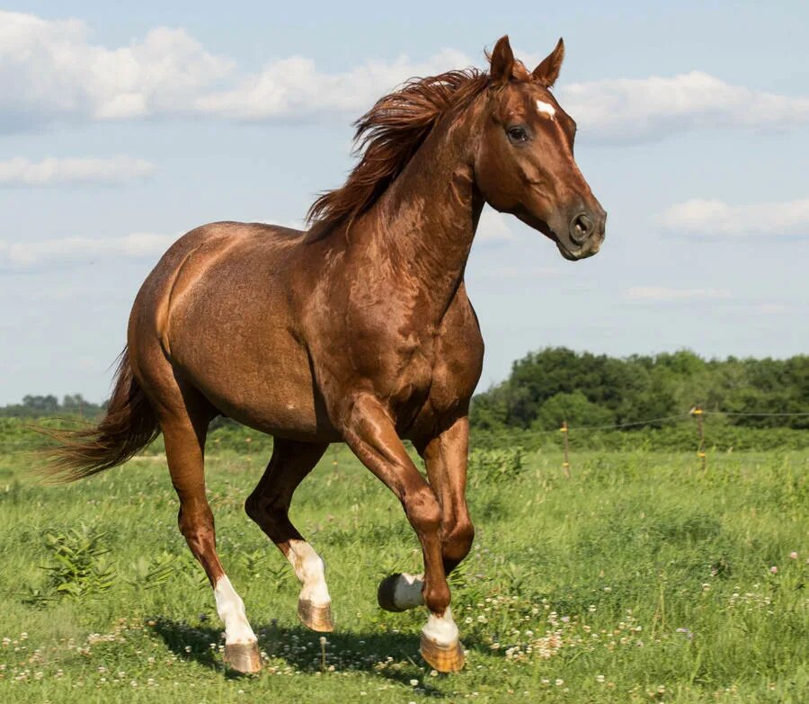 Как выглядит лошадка. Куатер Хорс. Коричневая лошадь. Красивая коричневая лошадь. Лошадка, коричневый..