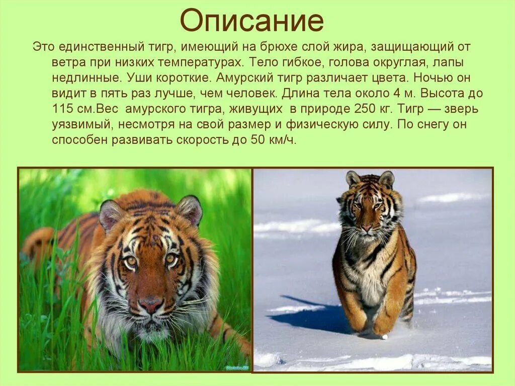 Сообщение по биологии 5 класс про тигра. Текст про Амурского тигра. Описание лемурского тигра. Презентация про Амурского тигра.