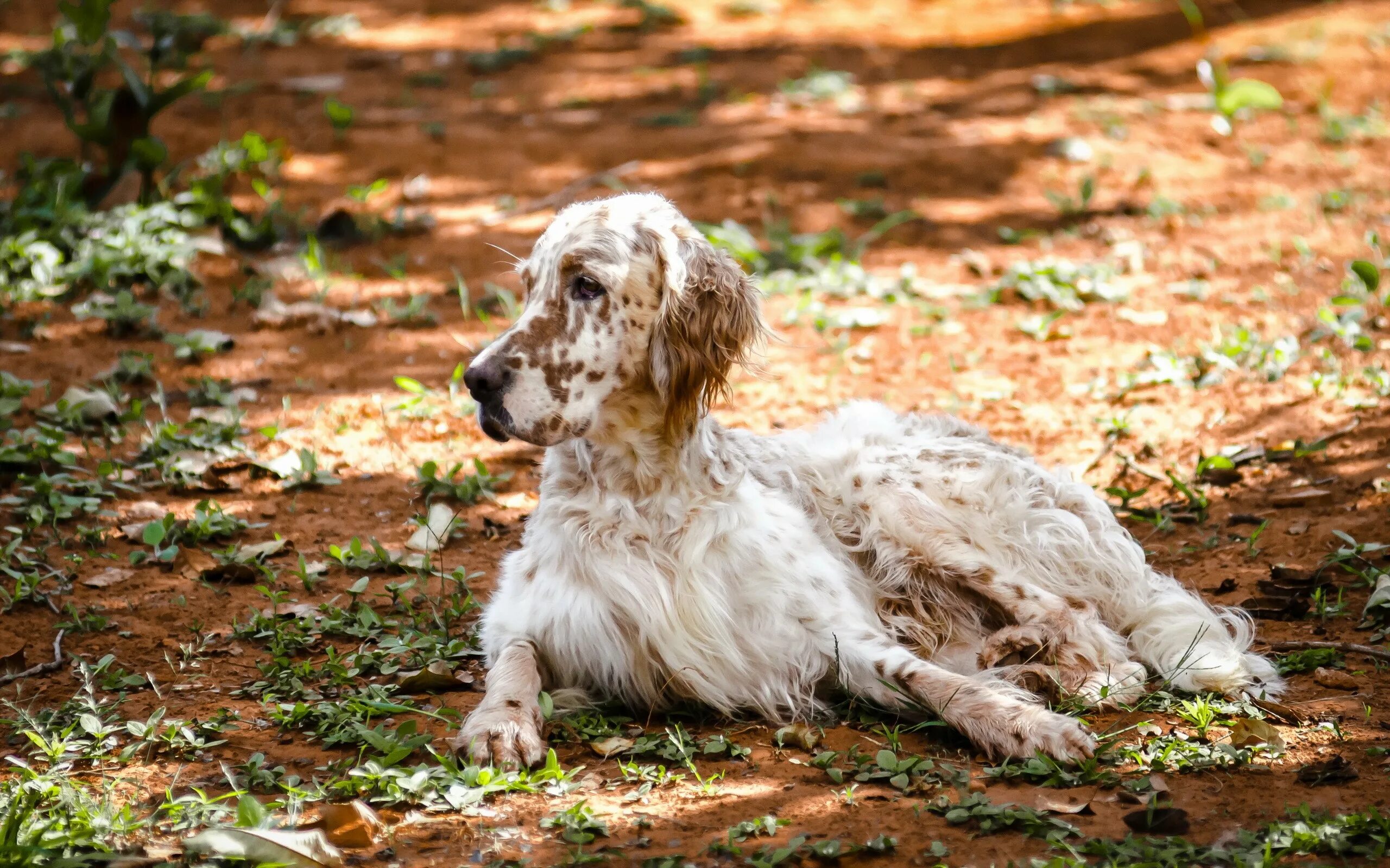 Random setter. Английский сеттер собака. Английский сеттер. Английский сеттер (english setter). Английский сеттер собака.