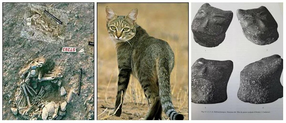 Древние кошки. Самые древние кошки. Самая древняя кошка. Древняя домашняя кошка. Когда появились 1 кошки