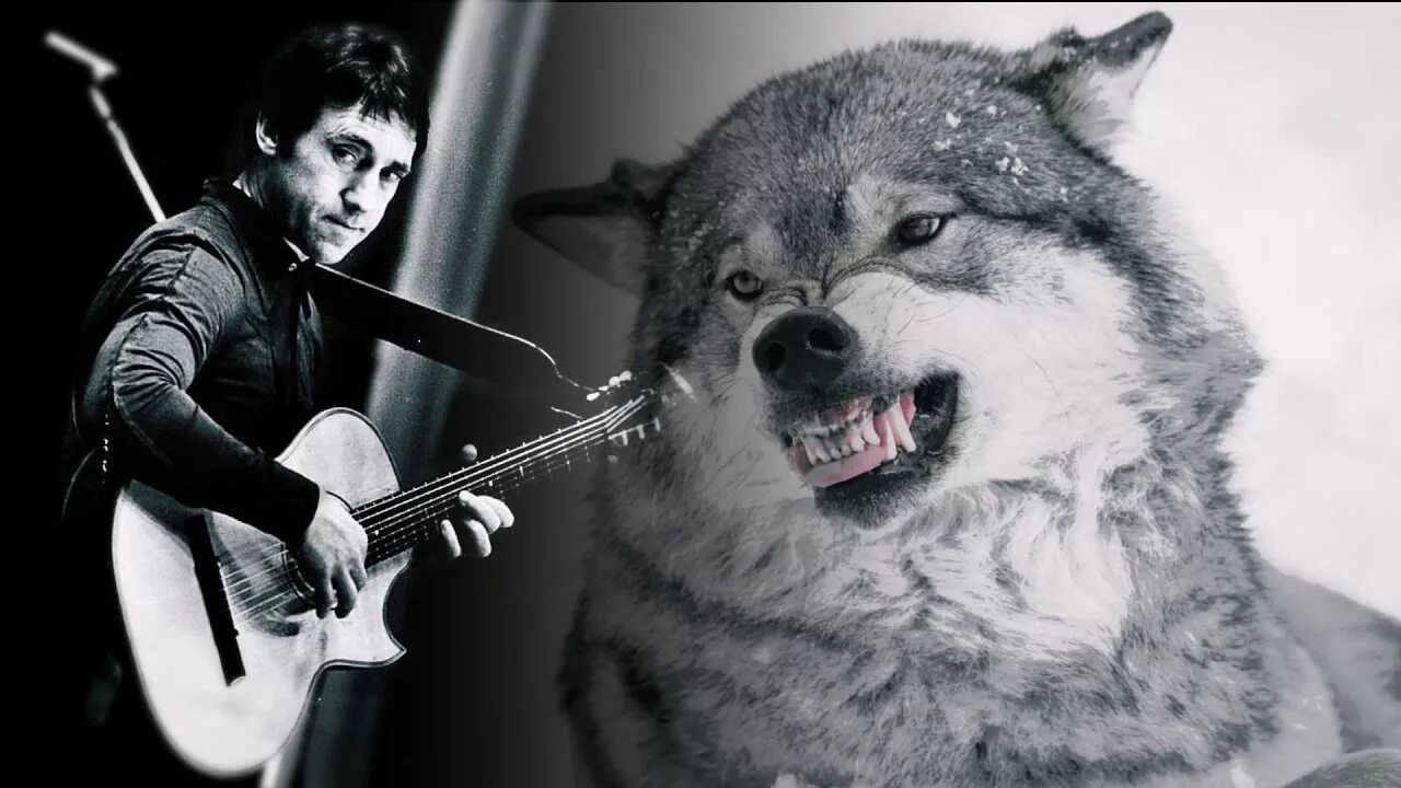 Волки песня голос. Волки песня голос. Волки песня голос. Волки мы в ночных лесах tural everest руслан добрый. Tural everest волки.