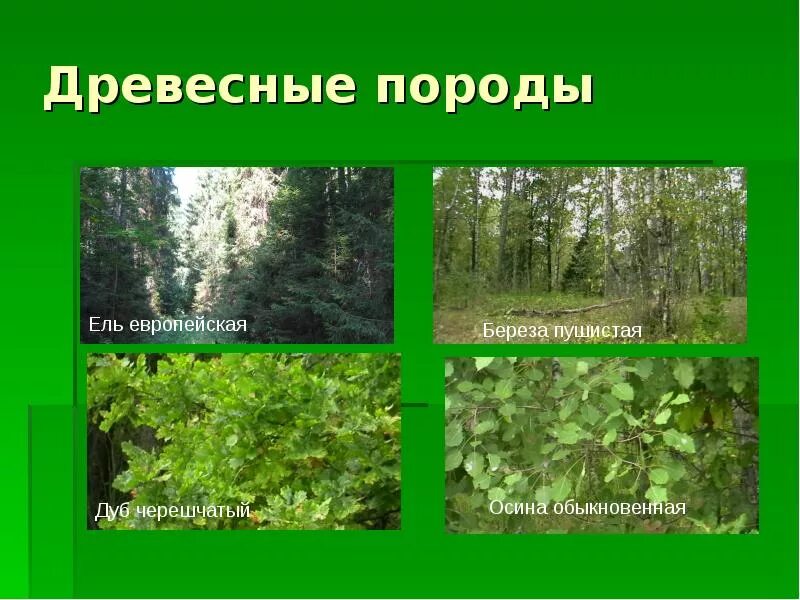 Основные лесообразующие породы. Древесные породы. Презентация деревья Подмосковья. Главные лесообразующие породы. Лесообразующие породы деревьев.