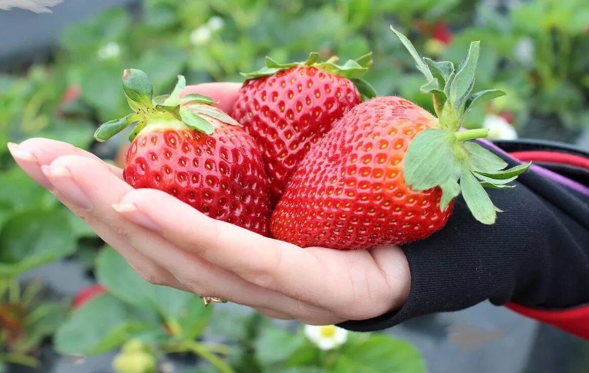 Земляника делишес. Ремонтантная клубника мурано. Сорт виктории априка. Первая ягода клубники. Клубника ягода.