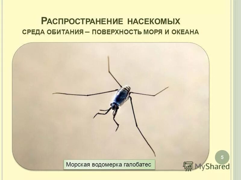 Внешнее строение насекомых вредителей. Внешнее строение насекомых вредителей