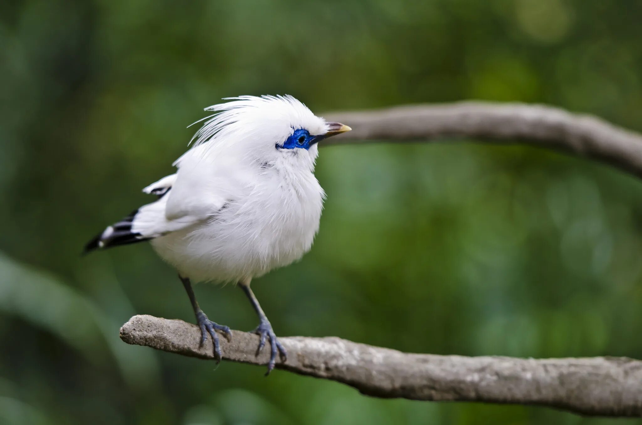 Балийский скворец. Красивые птицы. Белая птица. Маленькая белая птичка.