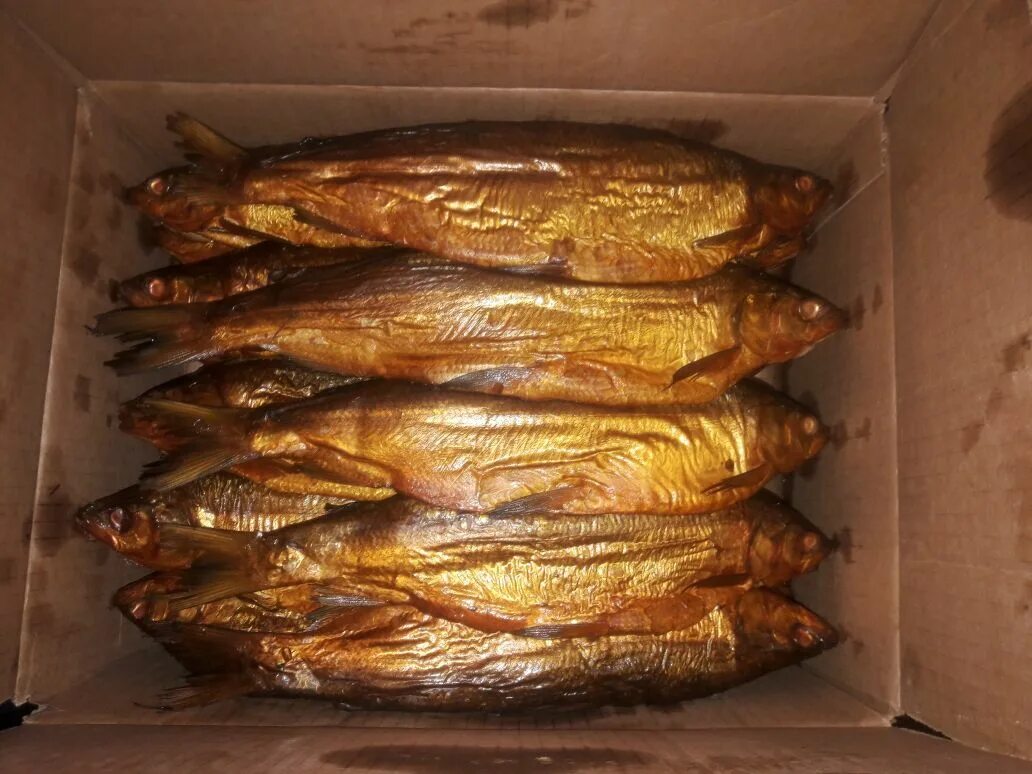 омуль маломорский. омуль ангарский. омуль бурятия. омуль холодного копчения. омуль холодного копчения иркутск.