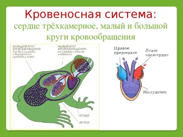 Земноводные строение кровеносной системы. Схема строения кровеносной системы земноводных. Кровеносная система система лягушки. Кровеносная система земноводных рисунок.