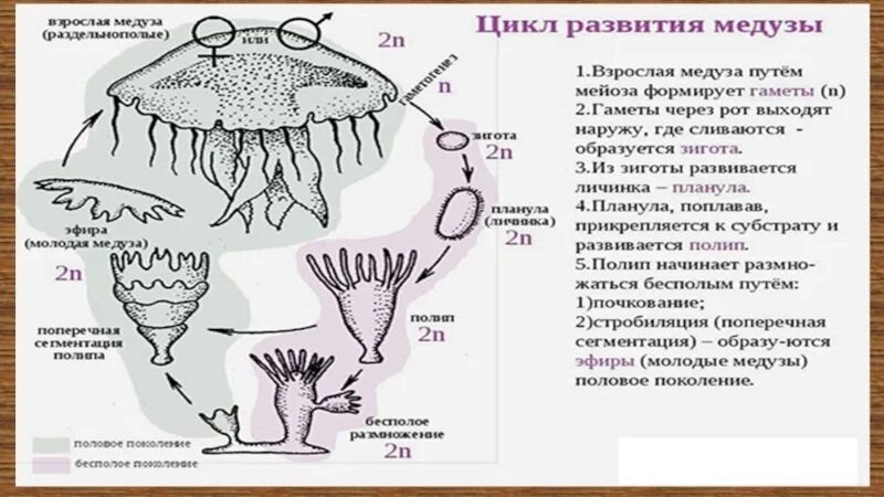 Развитие у сцифоидных медуз жизненный цикл. Жизненный цикл сцифоидных медуз схема. Цикл развития сцифоидной медузы. Стадии развития сцифоидных медуз.
