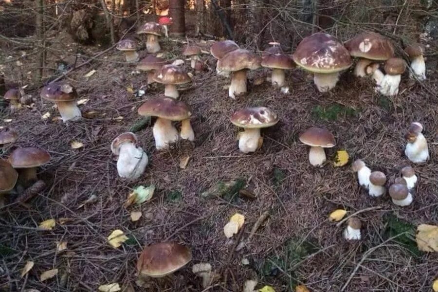Где в каком лесу растут грибы. Грибная Поляна белых белых грибов. Много белых грибов в лесу. Поляна грибов. Грибной лес.