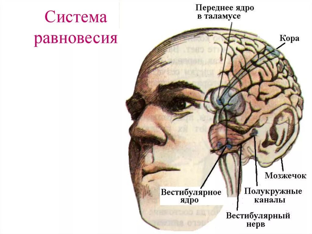 Вестибулярный аппарат мозг