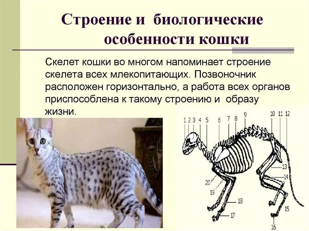 Внешнее строение кошки 7 класс. Строение кошки. скелет кошки строение. особенности строения кошки. скелет млекопитающих кошки.