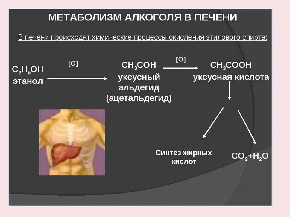 Схема метаболизма этанола в печени. Процесс распада этанола в организме. Алкогольные реакции