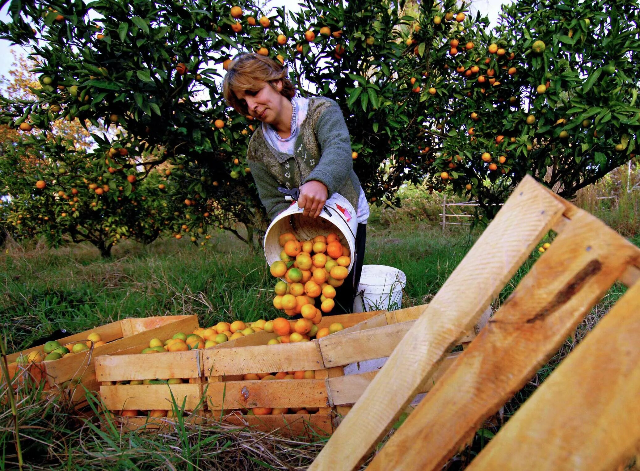 Плантации мандаринов в абхазии. Цех по обработке мандаринов в абхазии. Сборы в абхазии. Сборы в абхазии. Абхазия мандариновый сад в абхазии.