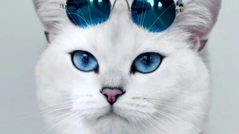 Котики с красивыми глазами