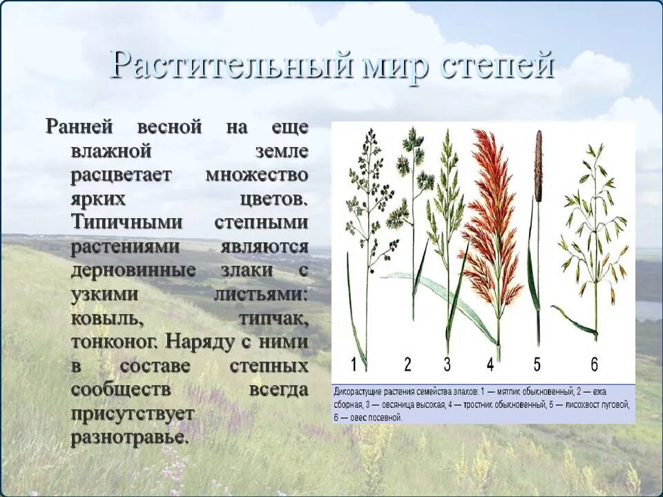 Представители зоны степей