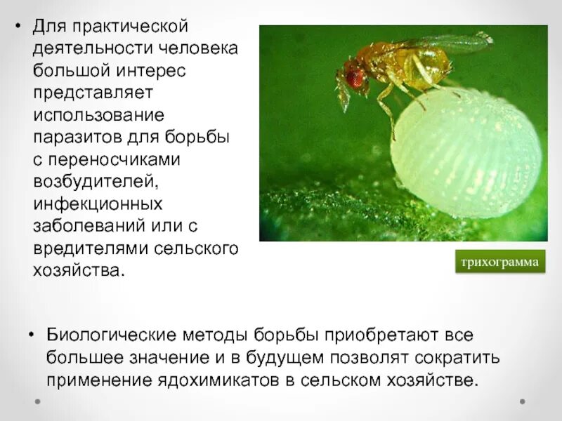 Как человек использует насекомых