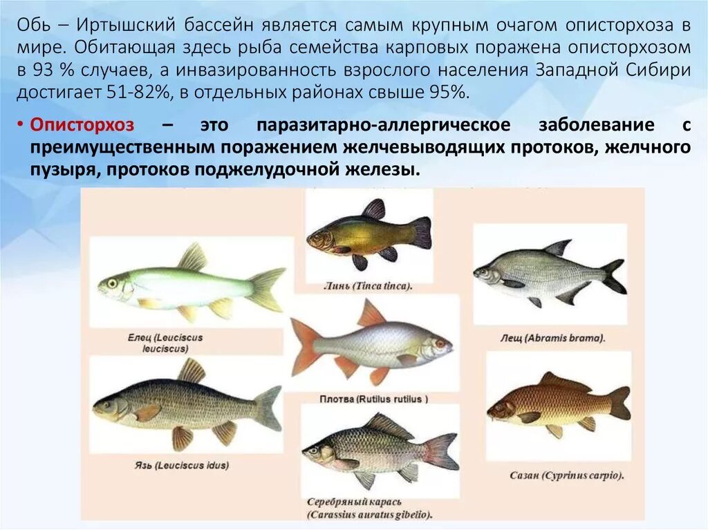 Карповые какие рыбы. Рыба Обь-Иртышского бассейна. Рыбы семейства карповых описторхоз. Карповые рыбы список описторхоз. Рабы семейства Карповы.