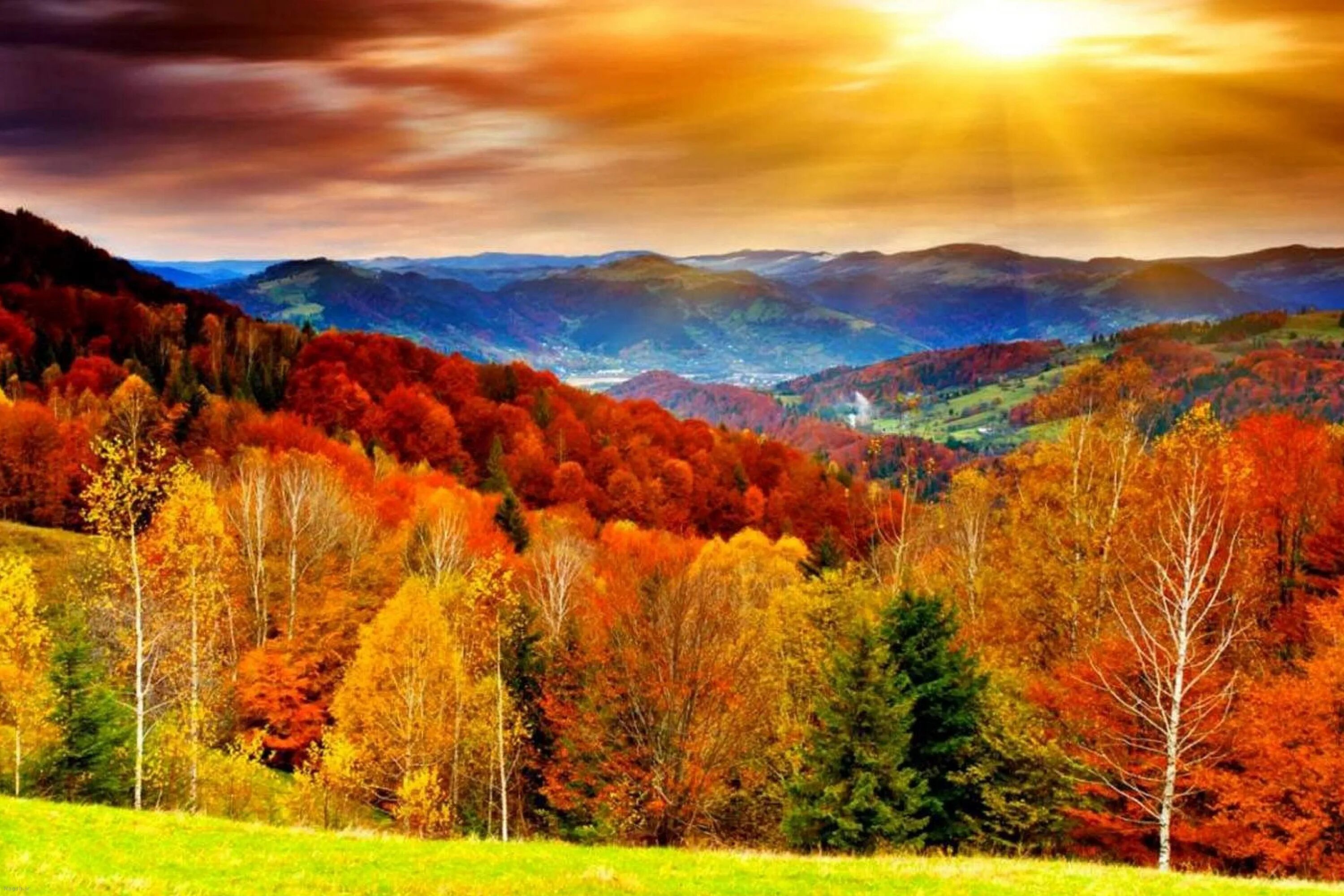 Autumn live