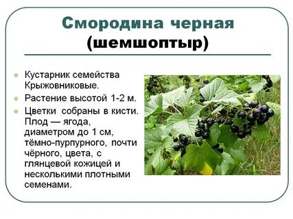 Смородина простой или сложный