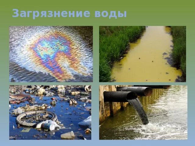 На страже "зелёных" "Новый компаньон"