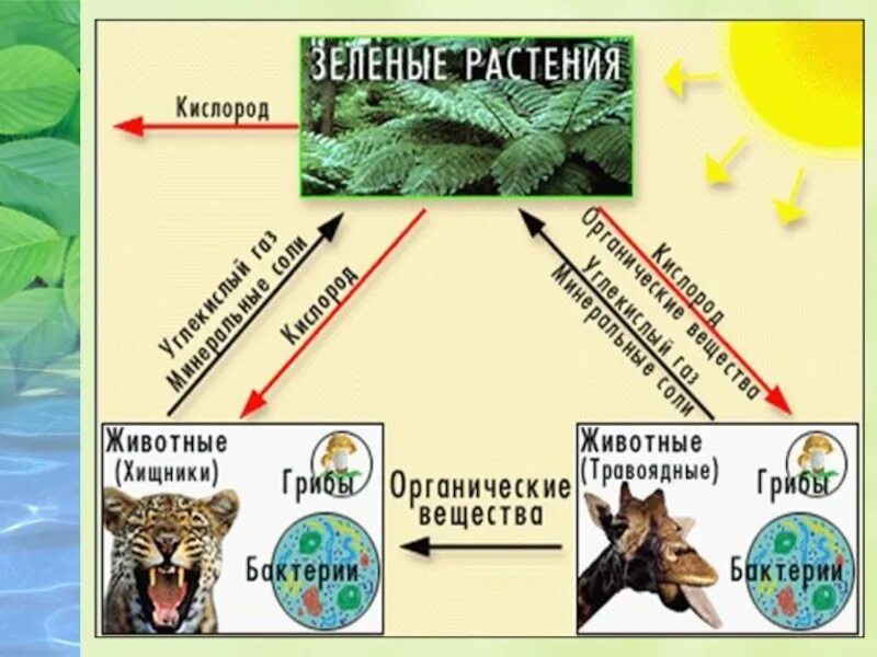 Схема биосферы 6 класс география. Биосфера презентация 6 класс. Биосфера 6 класс география. Биосфера 6 класс география презентация. Значение биосферы для человека 6 класс география