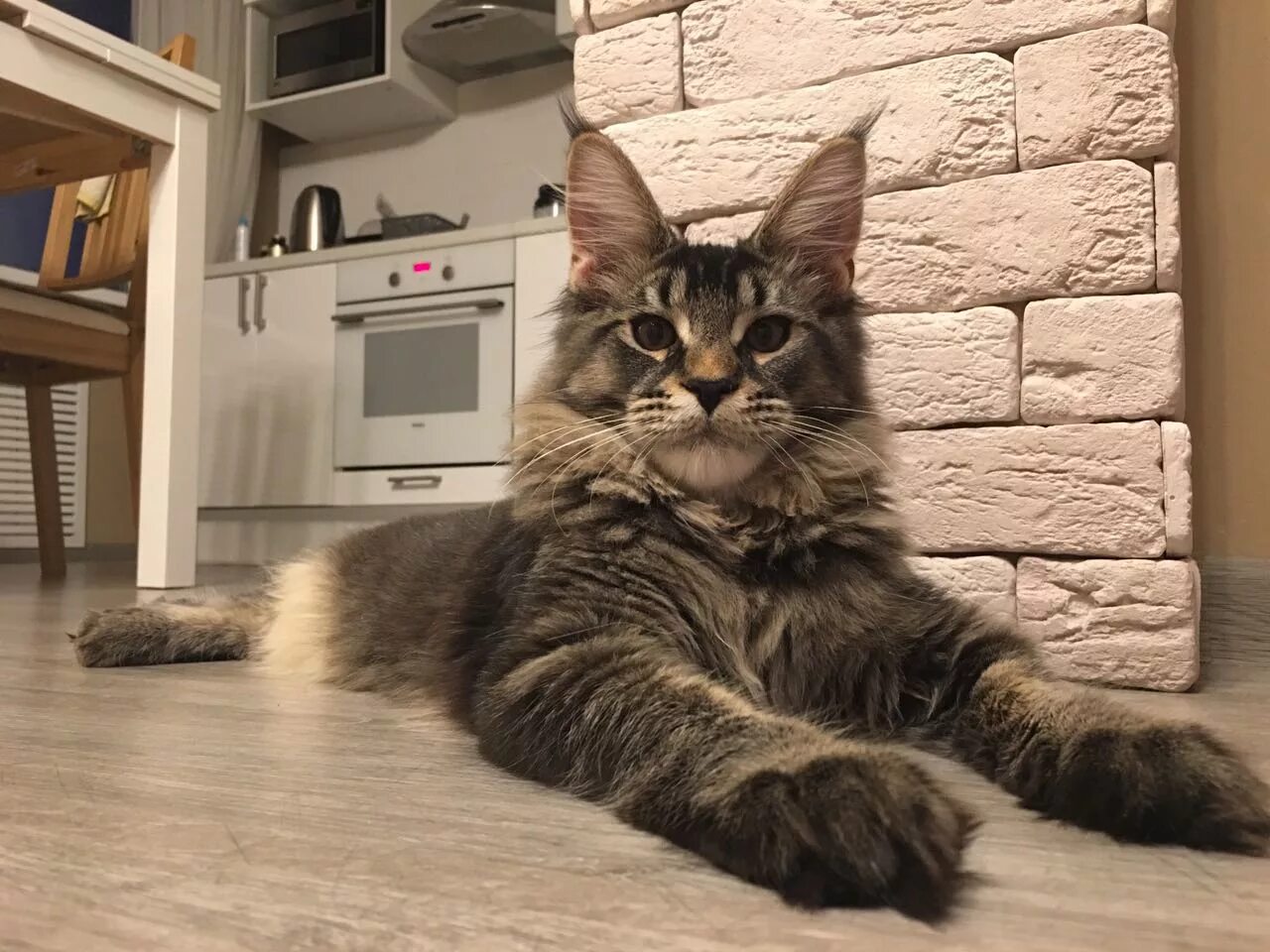 Мейн-кун. Мейн кун домашний. Кот Мейн кун дома. Мейн кун в доме
