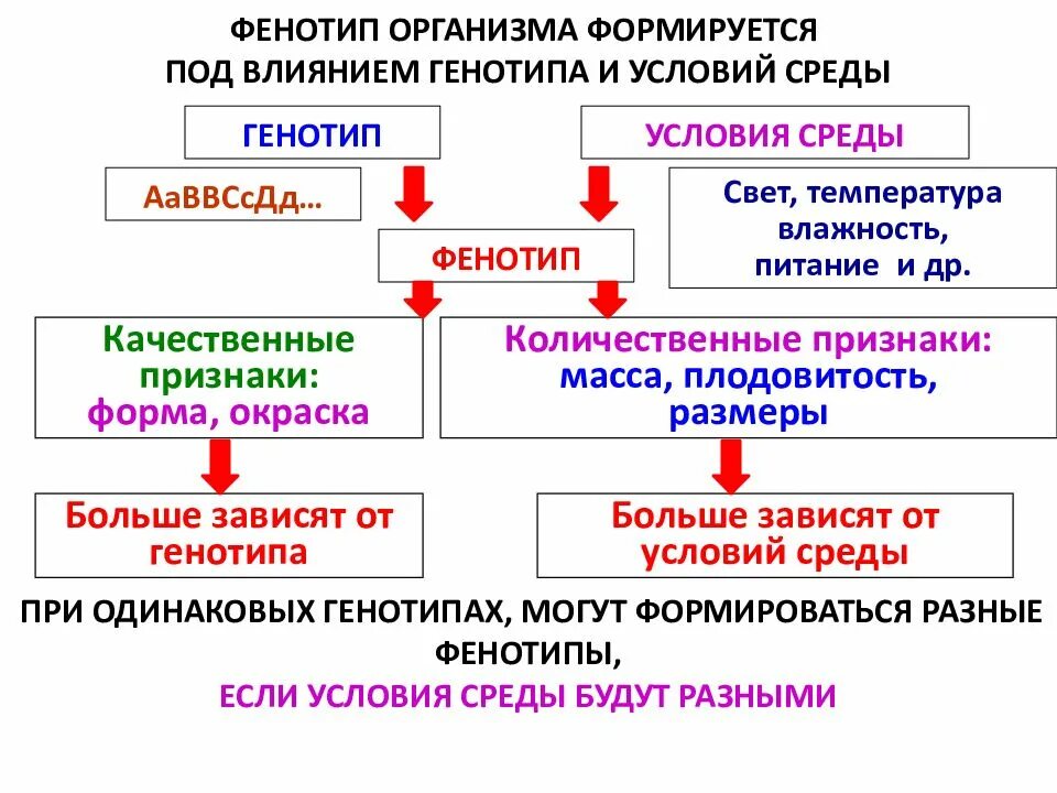 Закономерности изменчивости конспект. Закономерности модификационной изменчивости норма реакции. модификационная изменчивость норма реакции фенокопии. ненаследственная изменчивость норма реакции. закономерности наследственной изменчивости.