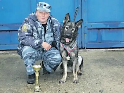 Собаки в узловой