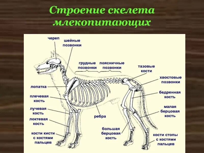 Скелет млекопитающего 7 класс биология. Скелет млекопитающих 7 класс. Скелет млекопитающих схема биология 7 класс. Строение скелета млекопитающих.