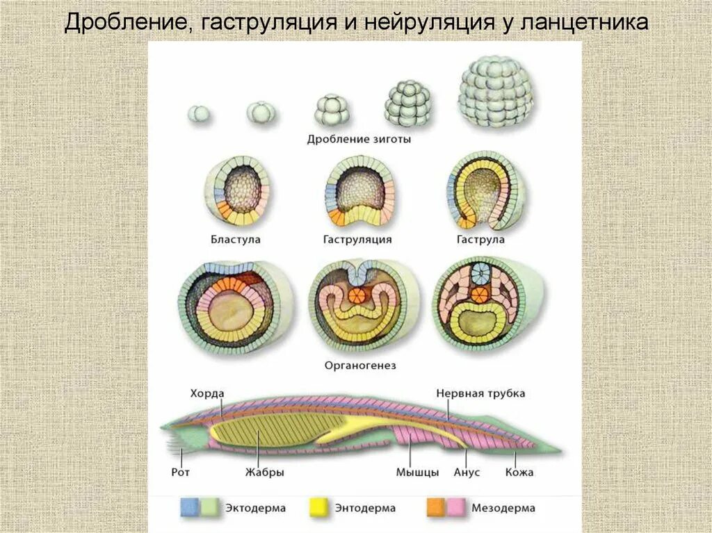 Какой процесс в цикле развития ланцетника изображен. Периоды эмбрионального развития у ланцетника. Схема развития зародыша ланцетника. Стадии развития эмбриона хордового животного. Стадии онтогенеза ланцетника.