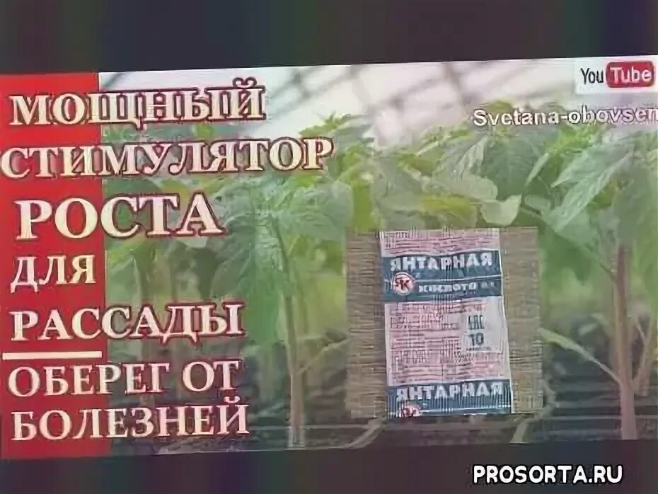 Янтарной кислотой можно поливать помидоры. Янтарная кислота для рассады. подкормка рассады янтарной кислотой. янтарная кислота для полива цветов. янтарная кислота для огурцов и томатов.