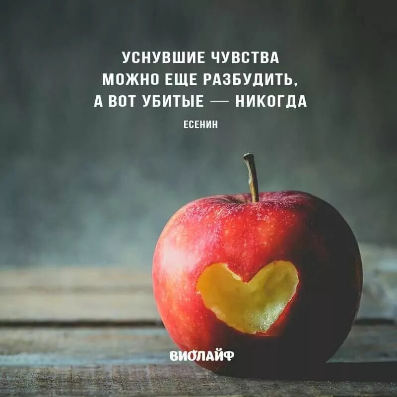 Смысл выражения сердце. Афоризмы про сердце. цитаты про сердце. цитаты про фрукты. красивые высказывания про сердце.