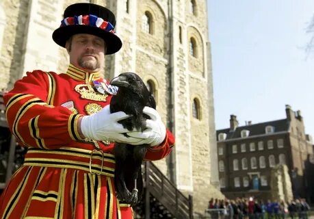 Ravens of the tower of london