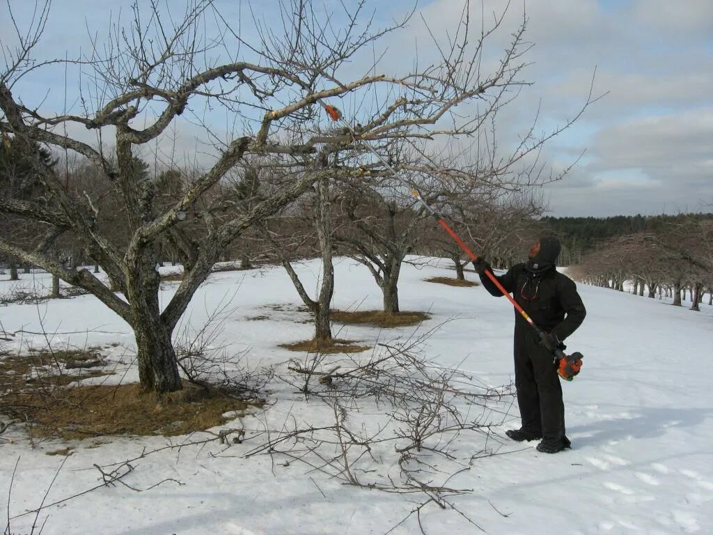 Весенняя обработка яблонь. Опрыскивание деревьев зимой. Обработка дерева. Опрыскивание деревьев в марте. Весеннее опрыскивание деревьев.