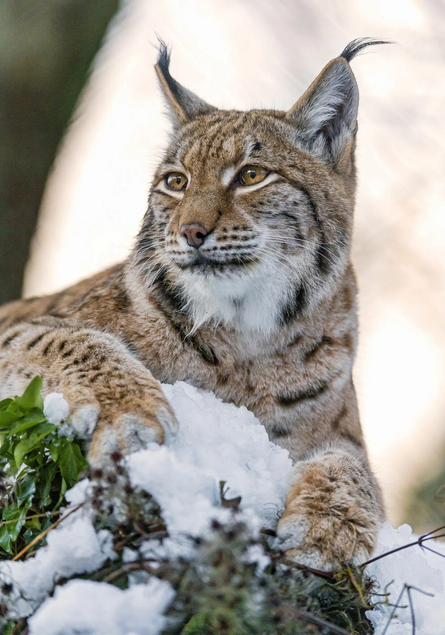 Рысь Линкс. Якутская Рысь. Американская Рысь Бобкэт. Обыкновенная Рысь Lynx Lynx.